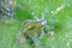 Rhopalosiphum