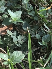 Chortophaga australior