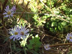 Symphyotrichum lentum