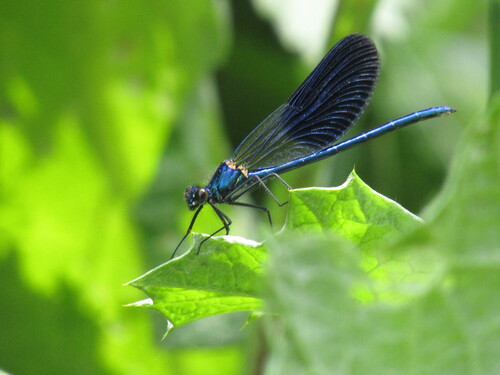 Banded demoiselle