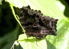 Protogoniomorpha temora temora