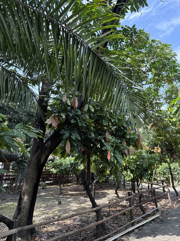 Theobroma cacao