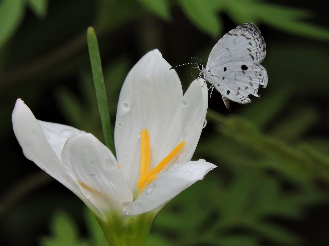 Common Quaker