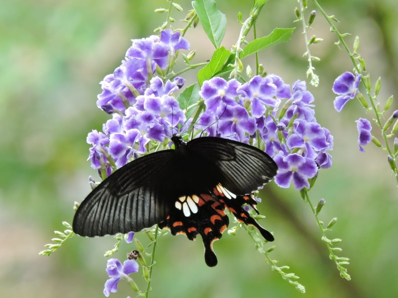 Common Mormon