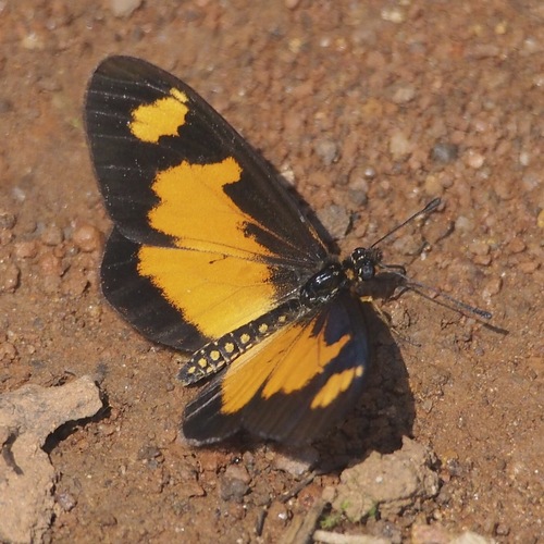 Falls Acraea
