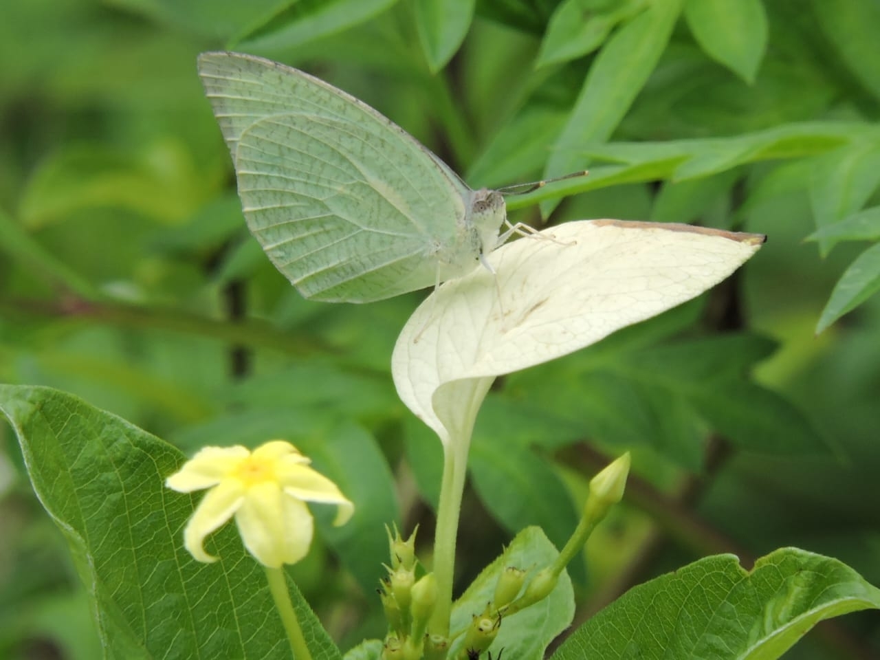 Mottled Emigrant