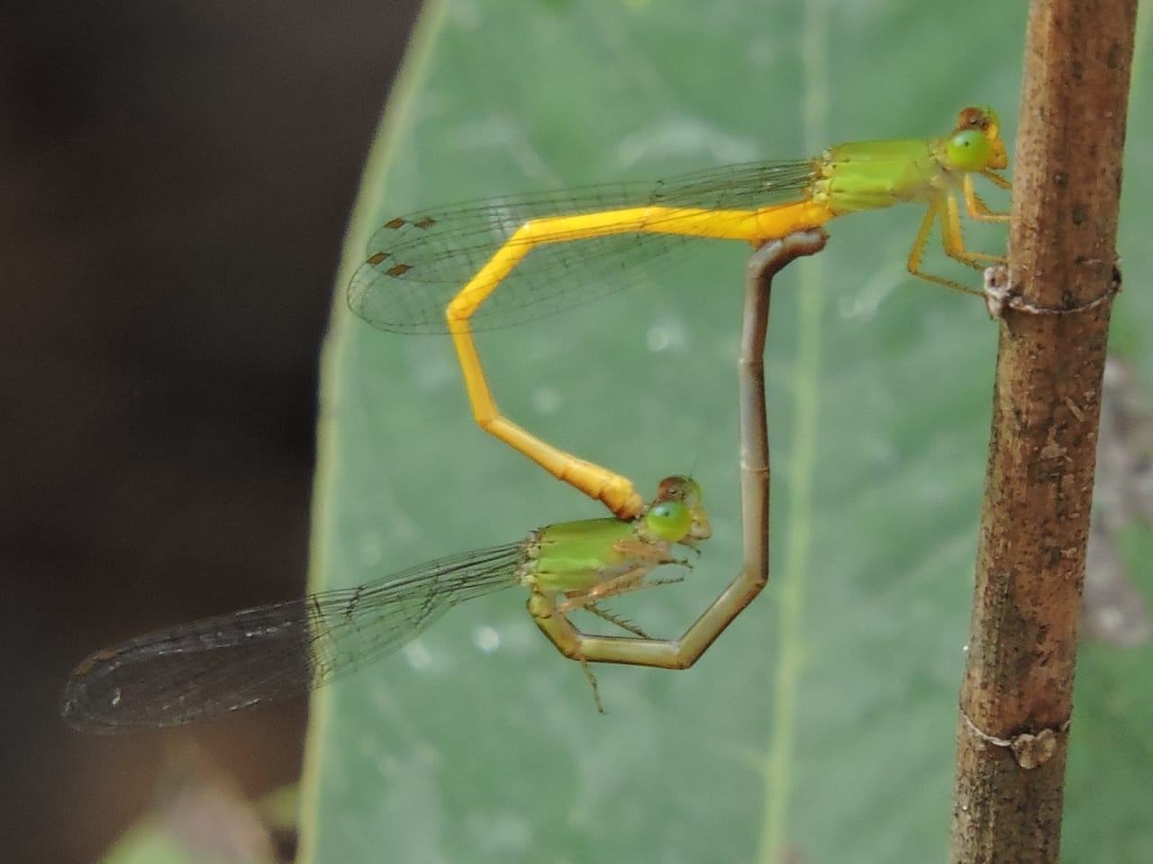 Coromandel Marsh Dart