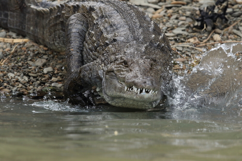 Nile crocodile