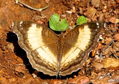Junonia terea