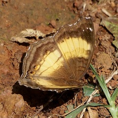 Junonia terea