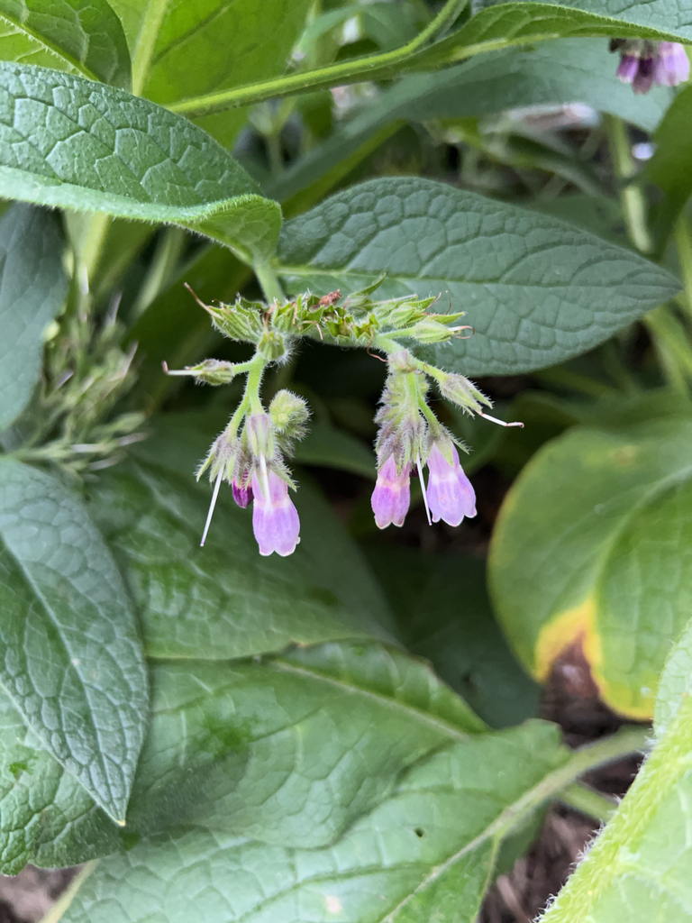 Symphytum