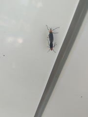 Plecia americana