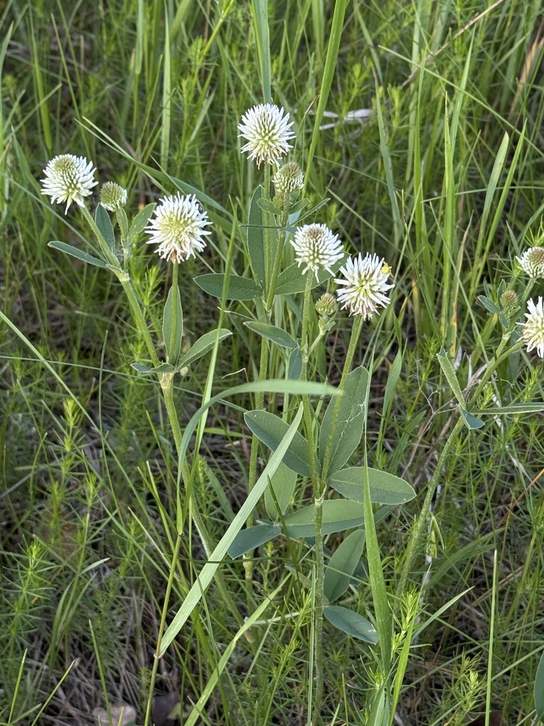 Trifolium