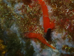 Tripterygion melanurus