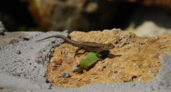 Podarcis muralis