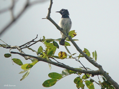 Hedydipna pallidigaster