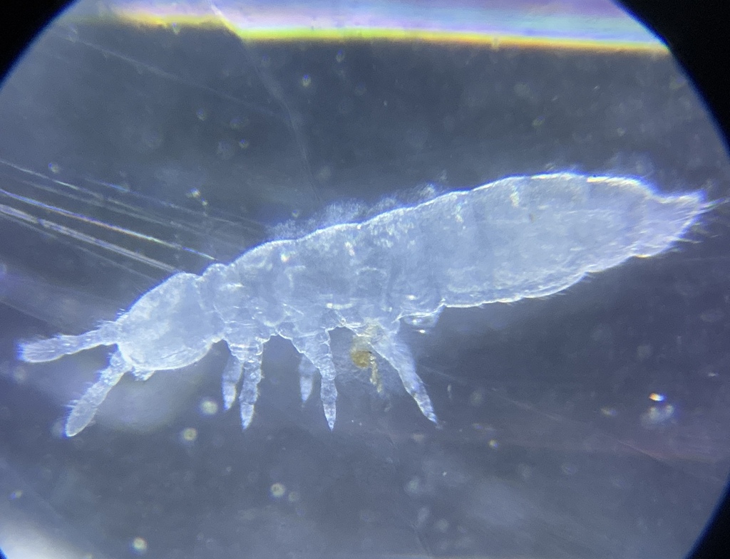 Protaphorura armata
