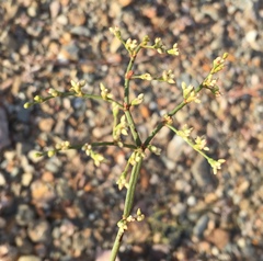 Eriogonum hoffmannii hoffmannii