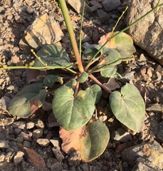 Eriogonum hoffmannii hoffmannii