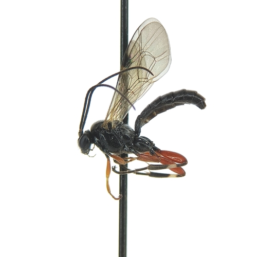 Pimpla contemplator