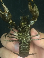 Faxonius erichsonianus