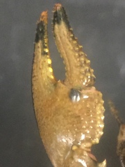 Faxonius erichsonianus