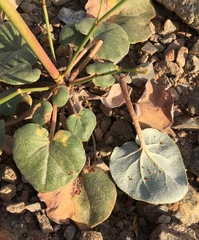 Eriogonum hoffmannii hoffmannii