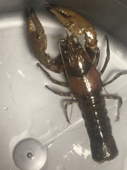 Faxonius erichsonianus