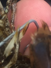 Faxonius erichsonianus