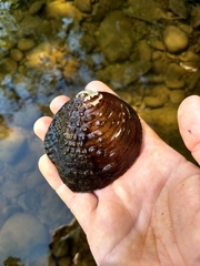 Cyclonaias tuberculata