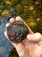 Cyclonaias tuberculata