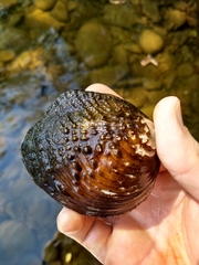 Cyclonaias tuberculata