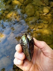 Cyclonaias tuberculata