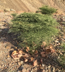 Eriogonum rixfordii