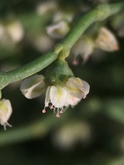 Eriogonum rixfordii
