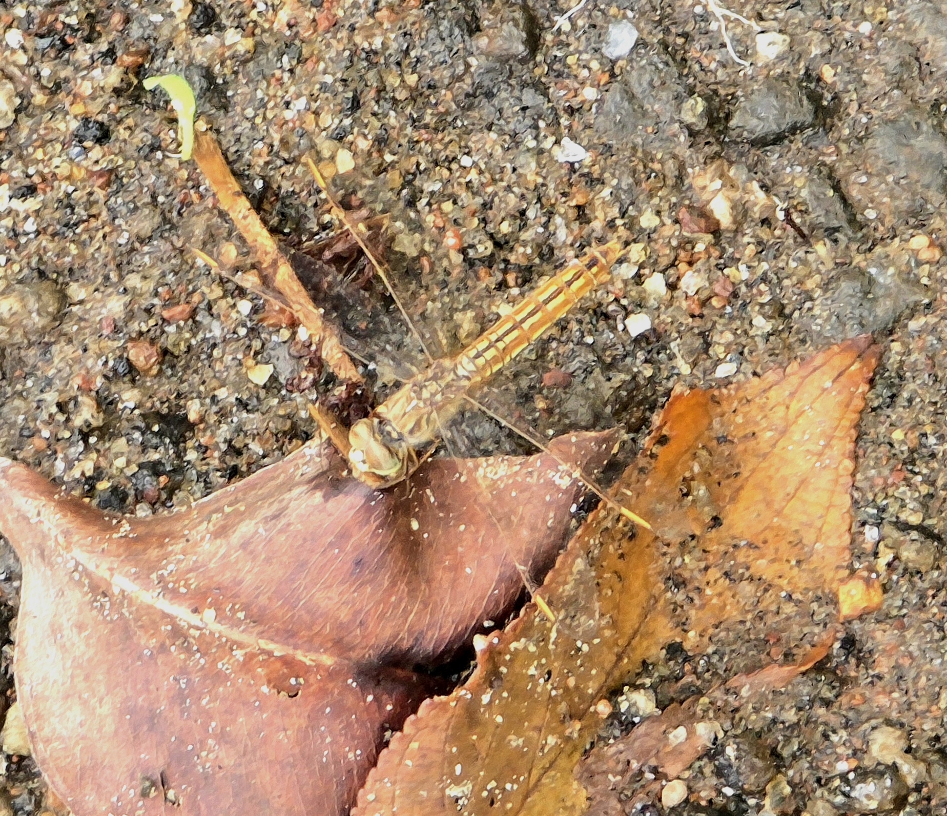 Ditch Jewel