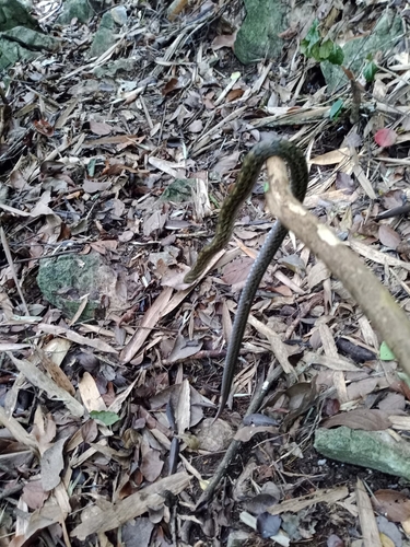 Nagao Kukri Snake