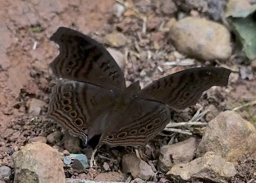 Gregori’s Brown Pansy