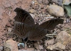 Junonia gregorii