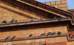 Columba livia domestica