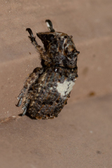 Toxonotus cornutus