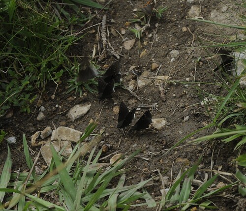 Thorybes drusius (Edwards, 1883)