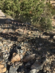 Eriogonum deflexum deflexum