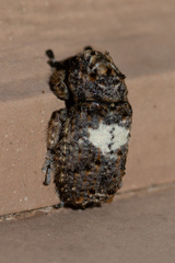 Toxonotus cornutus