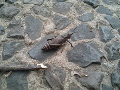 Dictyophorus griseus