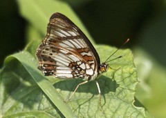 Junonia sophia