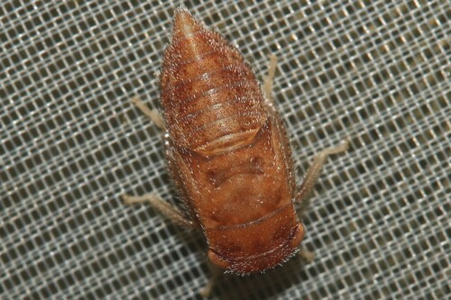 Bythoscopus observed 2025-05-29