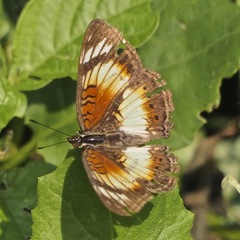 Junonia sophia