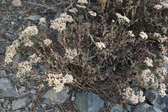 Eriogonum microtheca panamintense