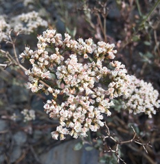 Eriogonum microtheca panamintense